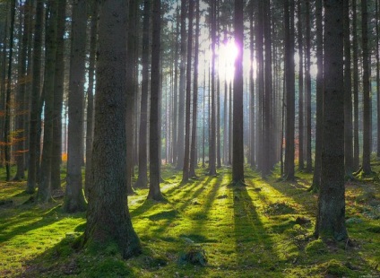 De ce vis visuri de padure, a se vedea toamna, întuneric, verde, ardere, iarnă, plimbare, merge, casa,