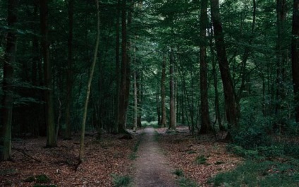 De ce vis visuri de padure, a se vedea toamna, întuneric, verde, ardere, iarnă, plimbare, merge, casa,