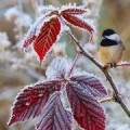 Care este visul unei furtuni de vis, visul visului într-un vis