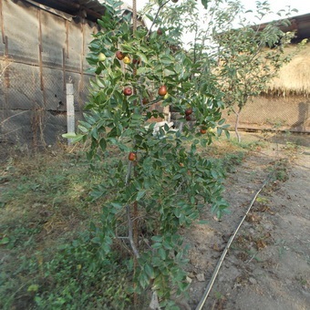 Chineză data zizifus (unabi) fotografie și descriere, proprietăți de vindecare și formare