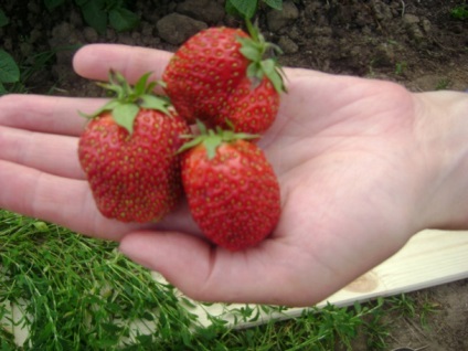 Strawberry festival, 1001 de grade