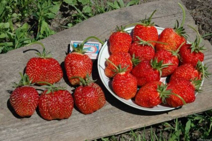 Strawberry festival, 1001 de grade