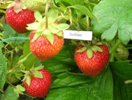 Strawberry Lubava, Elizabeth 2, Brighton, Festivalul - soiuri mai bine remontante de căpșuni