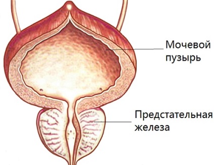 Cranberry cu prostatita care poate fi preparata si tratata