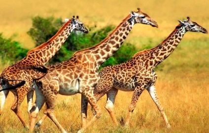 Ceva uimitor despre girafe