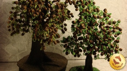 Arborele de cafea cu mâinile proprii, fotografie cum se face o clasă de master la domiciliu