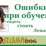 Răsturnarea echipei - pregătirea unei cascadorii de la o școală de instruire a câinilor însorite