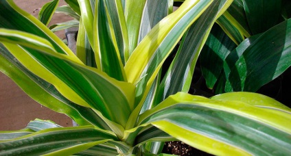 House Dracaena - otthoni ápolás