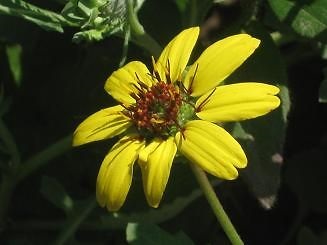 Floricultură de interior