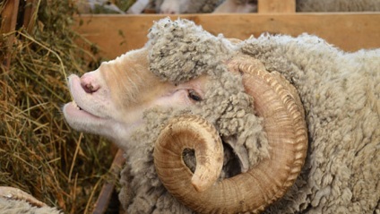 Hrănirea oilor la dieta acasă, norme, cum și ce să hrănești iarna și vara