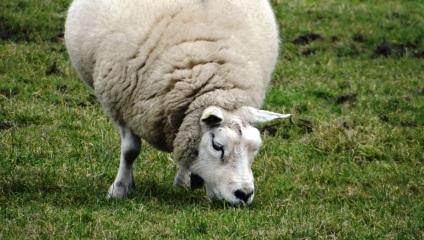 Hrănirea oilor la dieta acasă, norme, cum și ce să hrănești iarna și vara