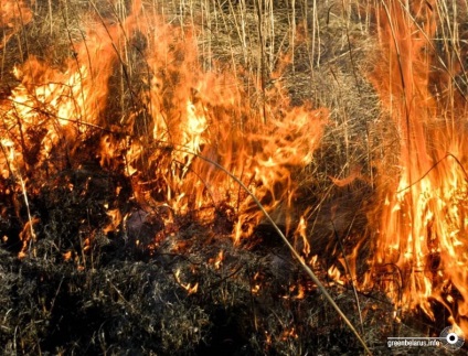 Oamenii de știință ardeau sau ardeau cum să oprească supraaglomerarea mlaștină