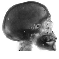 Oasele capului (oasele craniului si ale fetei)