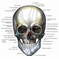 Oasele capului (oasele craniului si ale fetei)