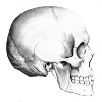 Oasele capului (oasele craniului si ale fetei)