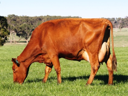 Vörös réti marhahús - taurus genetika