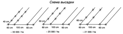 Scurtă recomandări privind tehnologia de creștere a piperului dulce