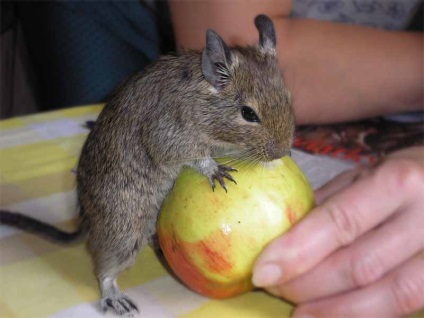 Tratamente pentru degus