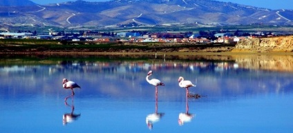 Lacul Salt Larnaca, lacul de sare din Larnaca