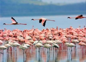 Lacul Salt Larnaca, lacul de sare din Larnaca