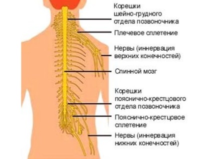 Tratamentul radiculitelor folk remedii