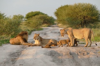 Leul și leoaica s-au apropiat de vulpea rănită neajutorată - un fapt
