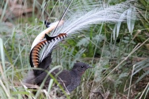 Lyrebird sau o liră mare de păsări (din lumea de interes)