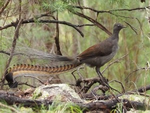 Lyrebird sau o liră mare de păsări (din lumea de interes)