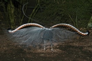 Lyrebird sau o liră mare de păsări (din lumea de interes)