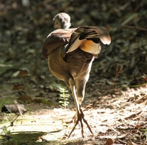 Lyrebird sau o liră mare de păsări (din lumea de interes)