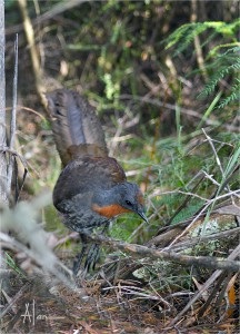 Lyrebird sau o liră mare de păsări (din lumea de interes)