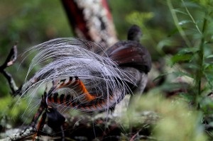 Lyrebird sau o liră mare de păsări (din lumea de interes)