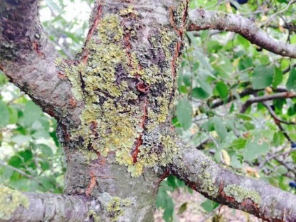 Lichen az almafa kezelésére, hatékony ellenőrzési intézkedések