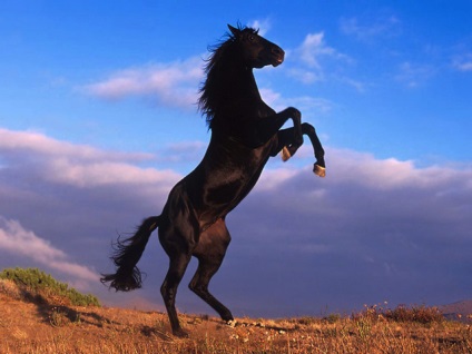 Caii din Emiratele Arabe - blog despre oae