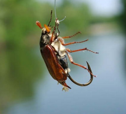 Catching pe tombola Mai Beetle pe cub