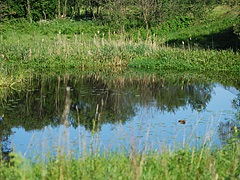 Pike de pescuit în canale polder