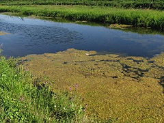 Pike de pescuit în canale polder