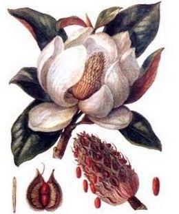 Magnolia - descriere, proprietăți, aplicare