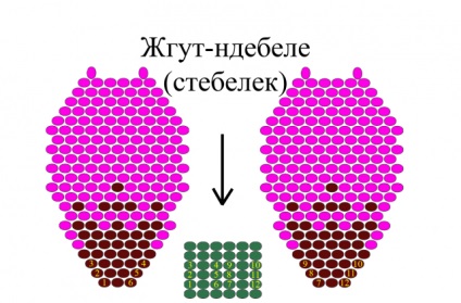 Mesteri osztály a nyakláncokon - a gyömbérkert királynője - 2 részből (1. rész virágok általános leírása), minden