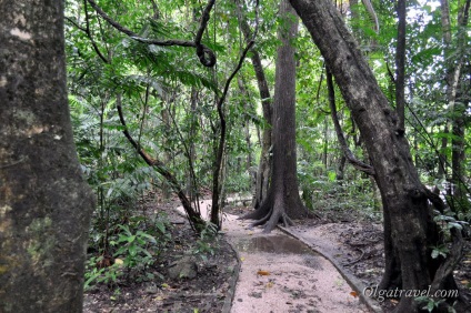 Palenque din Mexic - orașul vechi Mayan, pierdut în jungla statului