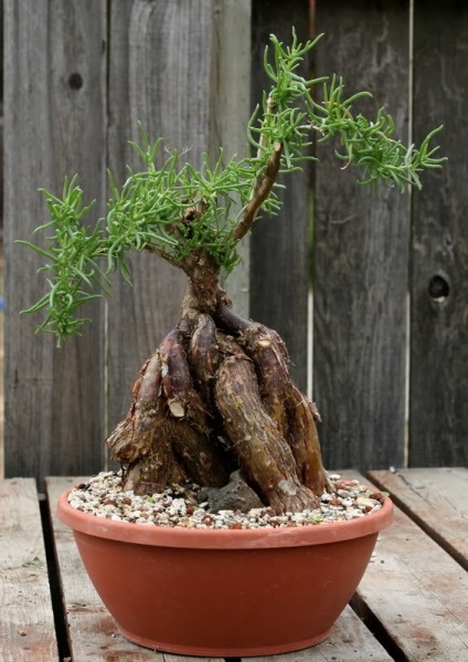 Mestoklema tuberosa (3s - 35 rub)