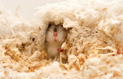 Conținutul de mini-hamster, îngrijire, reproducere