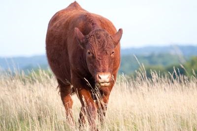 Carne de bovine rasa devoniană