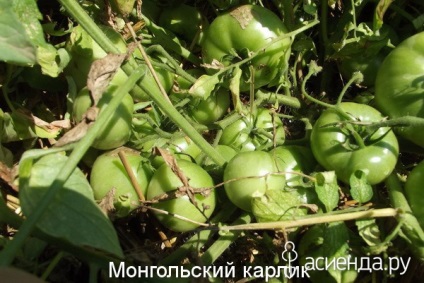 Invazia agriculturii ecologice din grupul piticilor mongoli