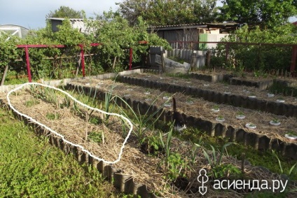 Invazia agriculturii ecologice din grupul piticilor mongoli