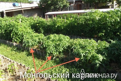 Invazia agriculturii ecologice din grupul piticilor mongoli