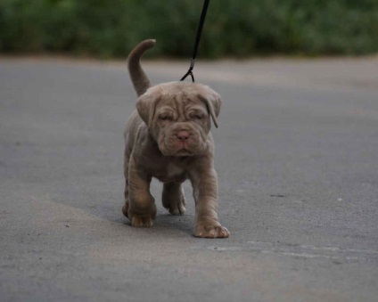 Neapolitan Mastiff Fotografie Mastino Poleetano