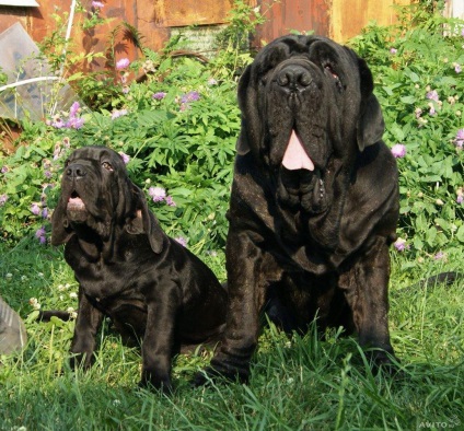 Neapolitan Mastiff Fotografie Mastino Poleetano