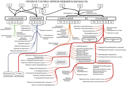 Nervii membrelor inferioare - fiziologia articulațiilor, biomecanica de mers pe jos - chirurgie și tratament