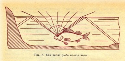 Sistemul nervos, organele de simț, comportamentul peștilor - portalul despre pescuit